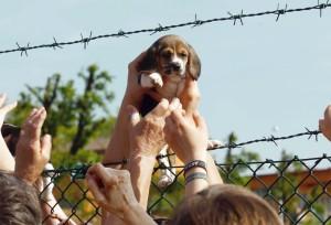 Beagle Rescue Postcard