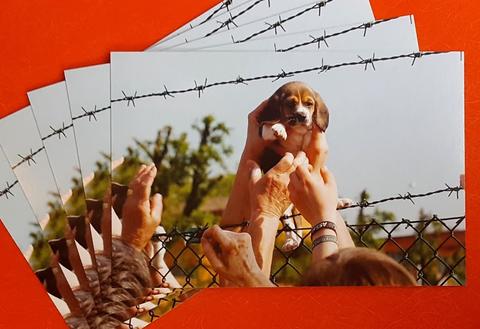 Beagle Rescue Postcard, 5 pack